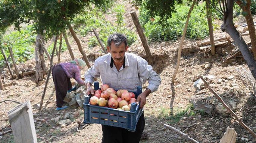 Adana'da tescilli lezzette hasat başladı: Rekolte resmen eridi, fiyatı 5 katına çıktı!