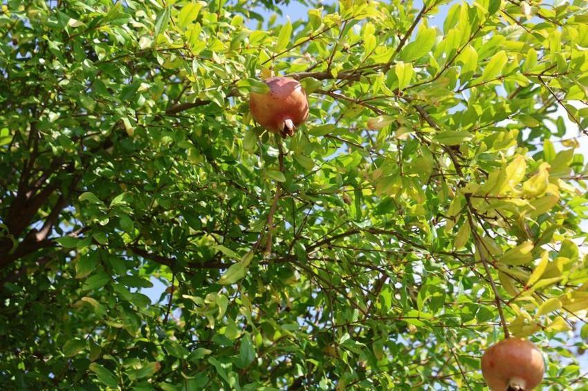 Adana'da tescilli lezzette hasat başladı: Rekolte resmen eridi, fiyatı 5 katına çıktı!