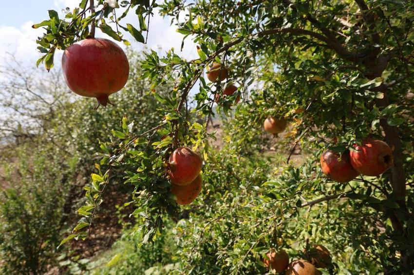 Adana'da tescilli lezzette hasat başladı: Rekolte resmen eridi, fiyatı 5 katına çıktı!