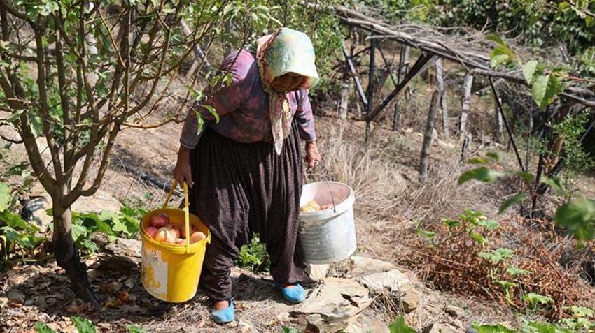Adana'da tescilli lezzette hasat başladı: Rekolte resmen eridi, fiyatı 5 katına çıktı!