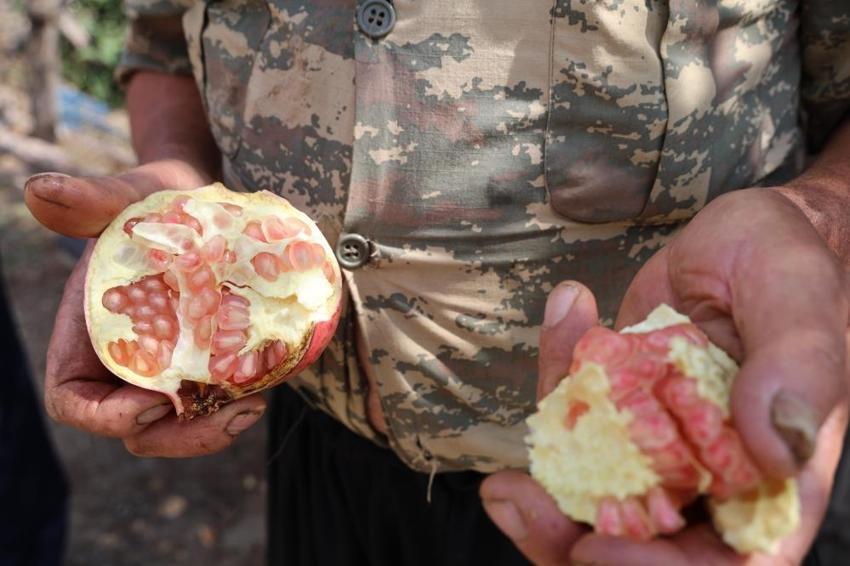 Adana'da tescilli lezzette hasat başladı: Rekolte resmen eridi, fiyatı 5 katına çıktı!