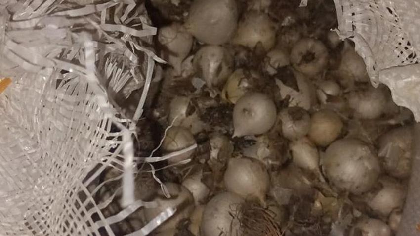 Tunceli'de doğa katliamına geçit yok! 200 kilo sarımsağın cezası yarım milyon TL oldu
