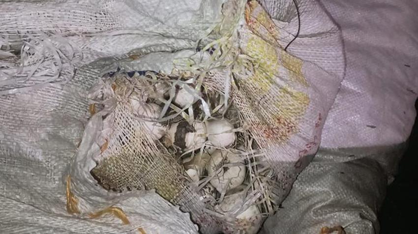 Tunceli'de doğa katliamına geçit yok! 200 kilo sarımsağın cezası yarım milyon TL oldu
