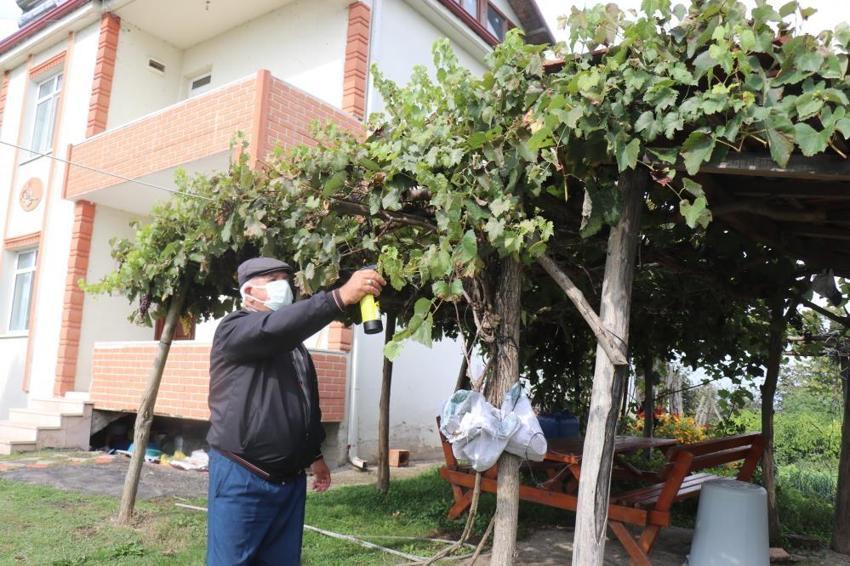 Çin'den gelip Karadeniz'i esir aldı! Köylerde kabus patladı, muhtar açıkladı: Bizi yok edecek