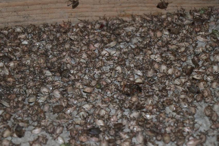 Çin'den gelip Karadeniz'i esir aldı! Köylerde kabus patladı, muhtar açıkladı: Bizi yok edecek