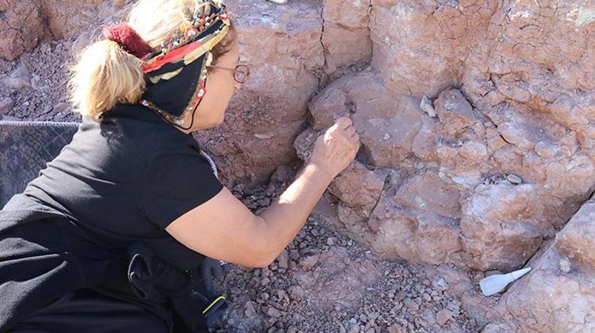 Tam 9 milyon yıllık! Eşi benzeri yok! Kazdıkça çıkanlar şaşkına çevirdi