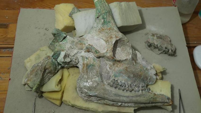 Tam 9 milyon yıllık! Eşi benzeri yok! Kazdıkça çıkanlar şaşkına çevirdi