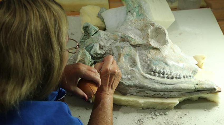 Tam 9 milyon yıllık! Eşi benzeri yok! Kazdıkça çıkanlar şaşkına çevirdi