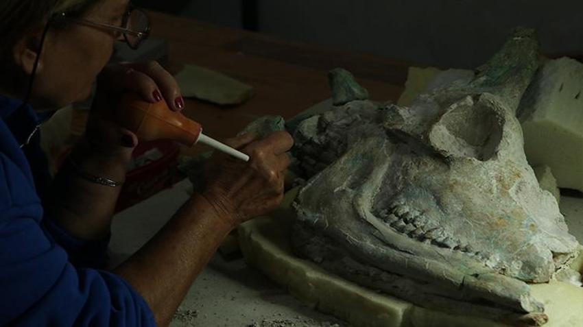 Tam 9 milyon yıllık! Eşi benzeri yok! Kazdıkça çıkanlar şaşkına çevirdi