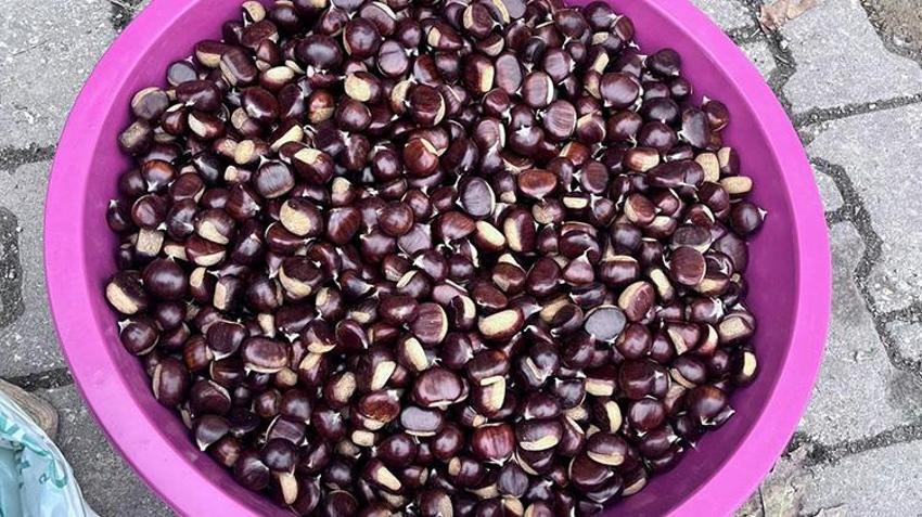 Ormandan toplanıp kilosu 500 liradan satılıyor! Fiyatı uçtu ama herkes kapış kapış alıyor