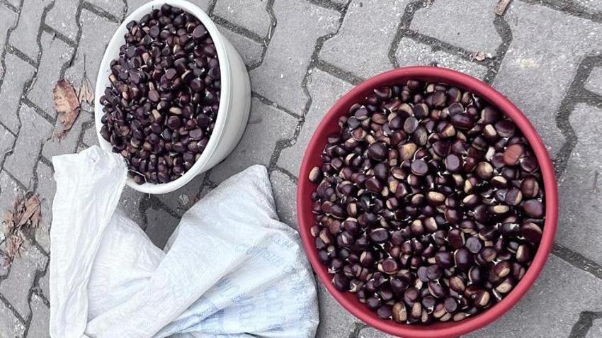 Ormandan toplanıp kilosu 500 liradan satılıyor! Fiyatı uçtu ama herkes kapış kapış alıyor