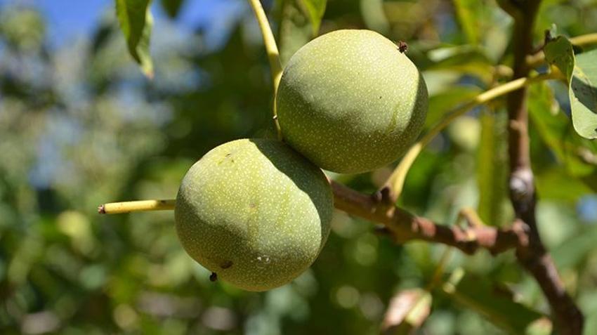 Muş'ta dededen kalma ağaçlardan toplanıyor! Hasadı başladı, kilosu 200 liradan satılıyor