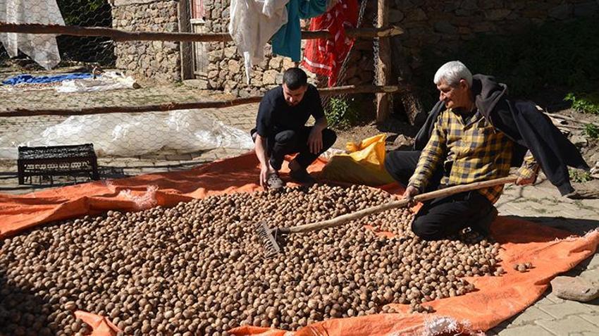 Muş'ta dededen kalma ağaçlardan toplanıyor! Hasadı başladı, kilosu 200 liradan satılıyor