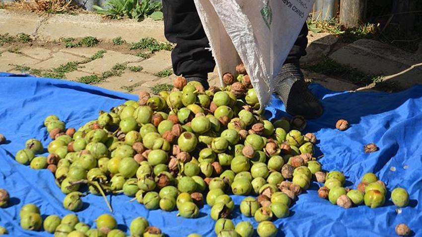 Muş'ta dededen kalma ağaçlardan toplanıyor! Hasadı başladı, kilosu 200 liradan satılıyor