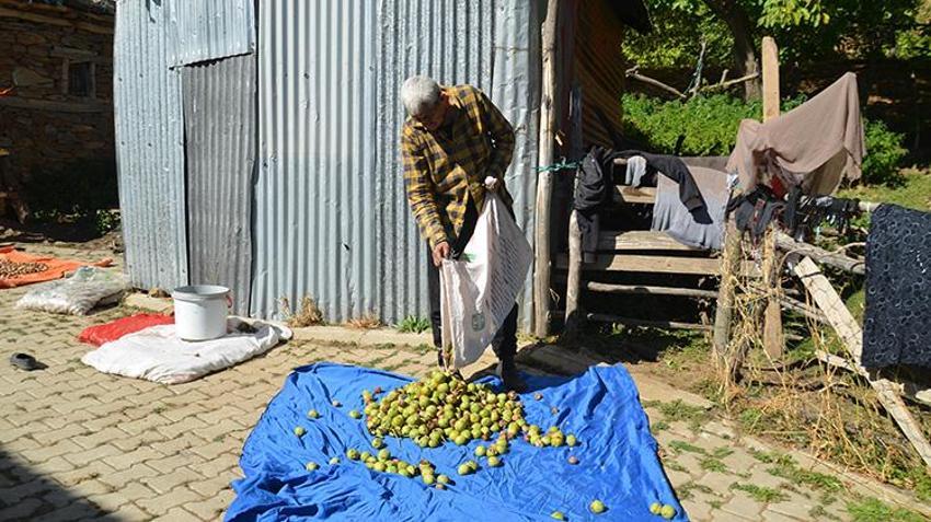 Muş'ta dededen kalma ağaçlardan toplanıyor! Hasadı başladı, kilosu 200 liradan satılıyor