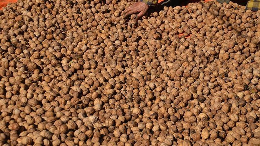 Muş'ta dededen kalma ağaçlardan toplanıyor! Hasadı başladı, kilosu 200 liradan satılıyor