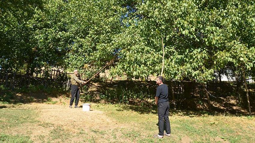 Muş'ta dededen kalma ağaçlardan toplanıyor! Hasadı başladı, kilosu 200 liradan satılıyor