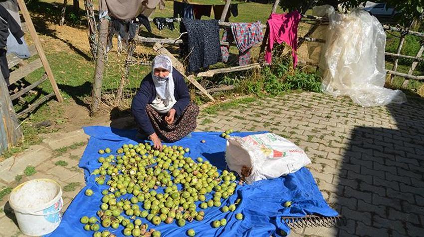 Muş'ta dededen kalma ağaçlardan toplanıyor! Hasadı başladı, kilosu 200 liradan satılıyor