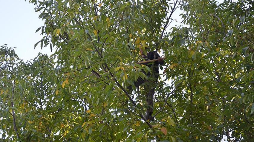 Muş'ta dededen kalma ağaçlardan toplanıyor! Hasadı başladı, kilosu 200 liradan satılıyor