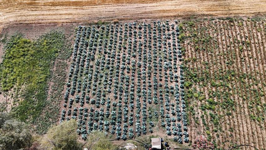 Sivas'ta hasat vakti gerçek ortaya çıktı! Ürünü bu sefer zirai don vurmadı ama zarar büyük