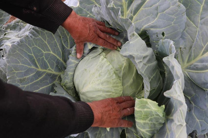 Sivas'ta hasat vakti gerçek ortaya çıktı! Ürünü bu sefer zirai don vurmadı ama zarar büyük