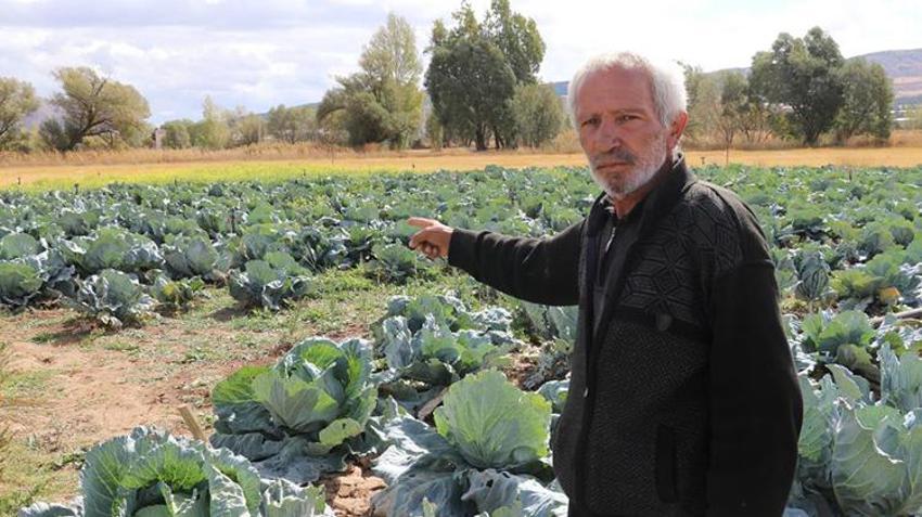 Sivas'ta hasat vakti gerçek ortaya çıktı! Ürünü bu sefer zirai don vurmadı ama zarar büyük