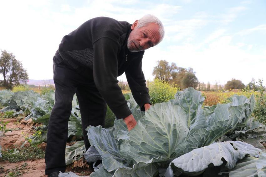 Sivas'ta hasat vakti gerçek ortaya çıktı! Ürünü bu sefer zirai don vurmadı ama zarar büyük