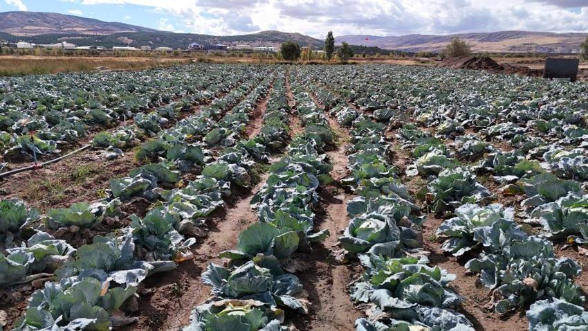 Sivas'ta hasat vakti gerçek ortaya çıktı! Ürünü bu sefer zirai don vurmadı ama zarar büyük