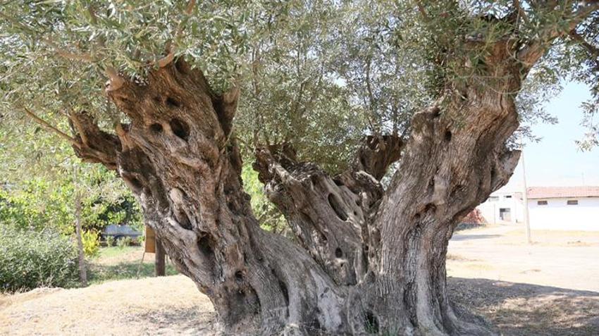 Biri 1210 diğeri 770 yaşında! Bu yıl 70 kilo ürün verecek