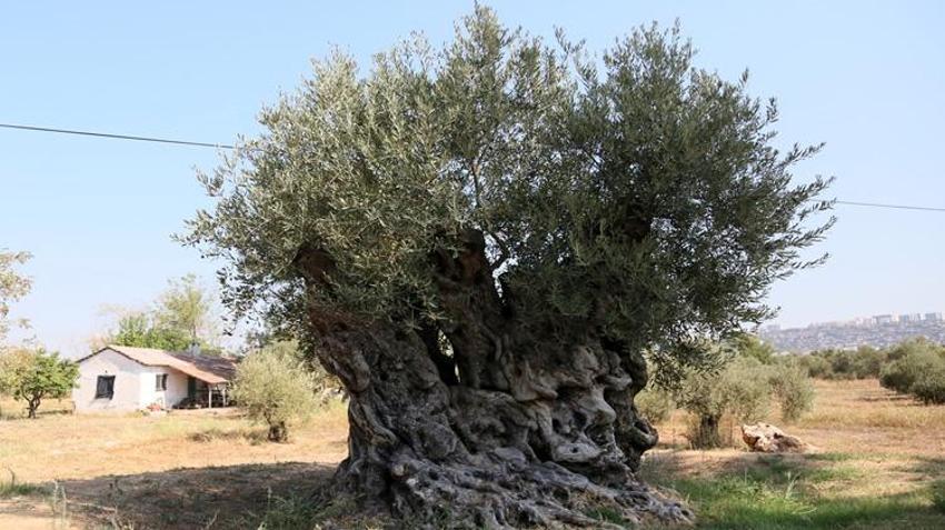 Biri 1210 diğeri 770 yaşında! Bu yıl 70 kilo ürün verecek