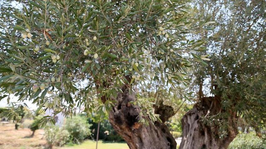 Biri 1210 diğeri 770 yaşında! Bu yıl 70 kilo ürün verecek