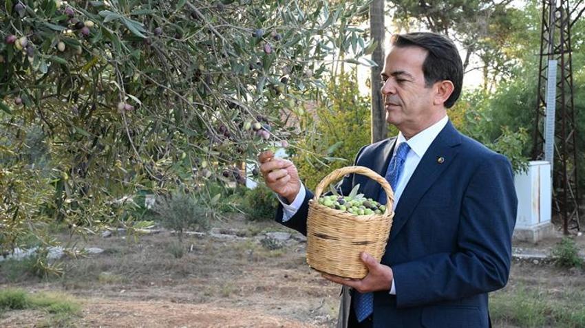 Biri 1210 diğeri 770 yaşında! Bu yıl 70 kilo ürün verecek