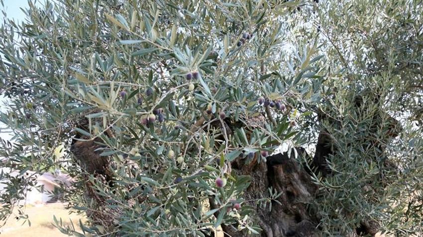 Biri 1210 diğeri 770 yaşında! Bu yıl 70 kilo ürün verecek