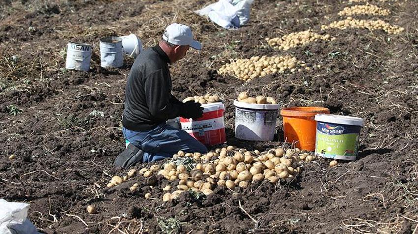 Kars'ta toprak donmadan son hasat başladı! 800 ton ürün elde ediliyor