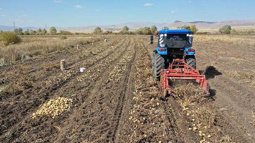 Kars'ta toprak donmadan son hasat başladı! 800 ton ürün elde ediliyor