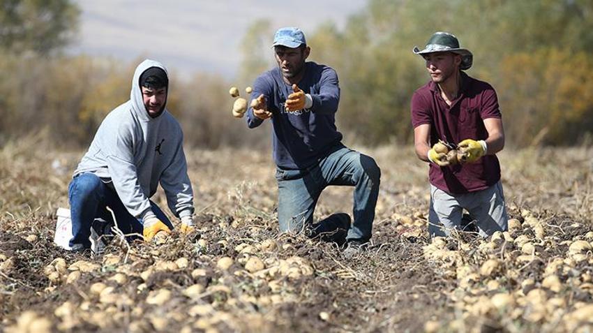 Kars'ta toprak donmadan son hasat başladı! 800 ton ürün elde ediliyor