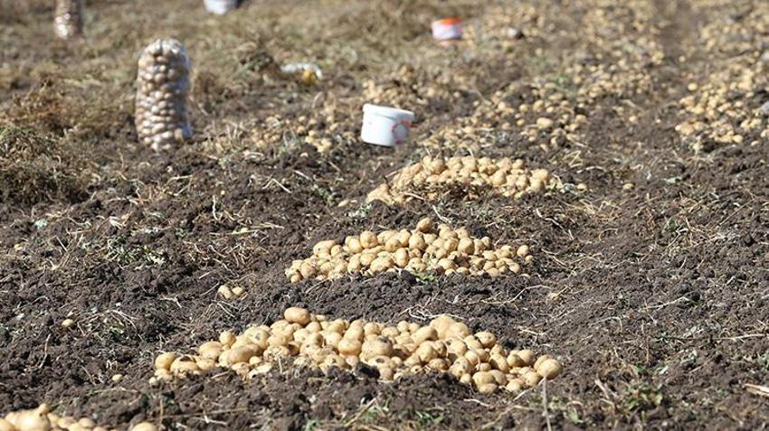 Kars'ta toprak donmadan son hasat başladı! 800 ton ürün elde ediliyor