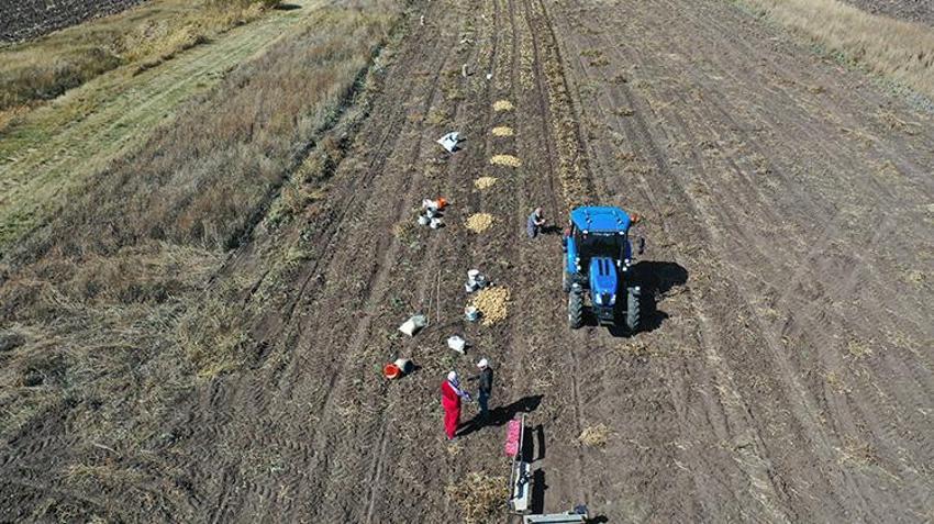 Kars'ta toprak donmadan son hasat başladı! 800 ton ürün elde ediliyor