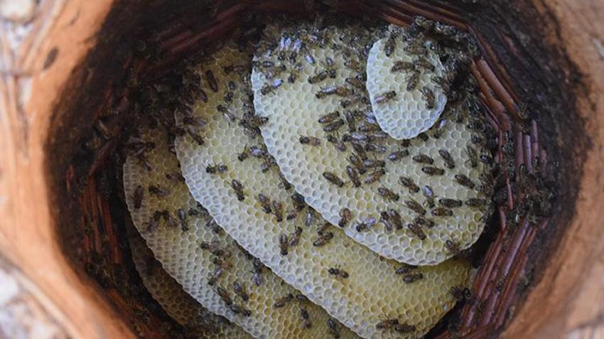 Mereto Dağı'nın eteklerindeki kulübesinde üretip 2 bin TL'ye satıyor! Batmanlı vatandaş babasının yolundan gitti ekmek kapısını buldu