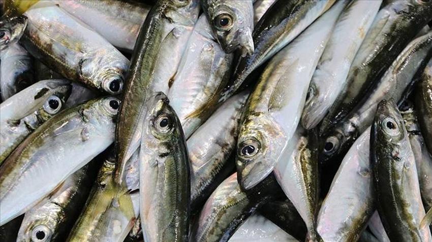 Kilosu 300 TL'den satılıyor! Kasa kasa geldi: Yüzler gülüyor