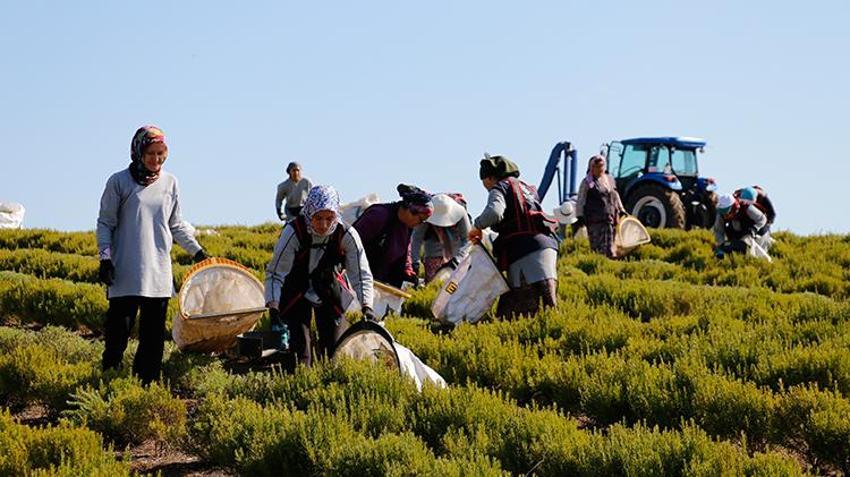Türkiye'nin üretim merkezi Kocaeli! 1000 dönüm alanda hasat başladı, tonlarca toplanacak
