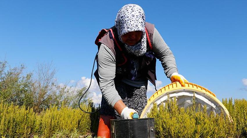 Türkiye'nin üretim merkezi Kocaeli! 1000 dönüm alanda hasat başladı, tonlarca toplanacak