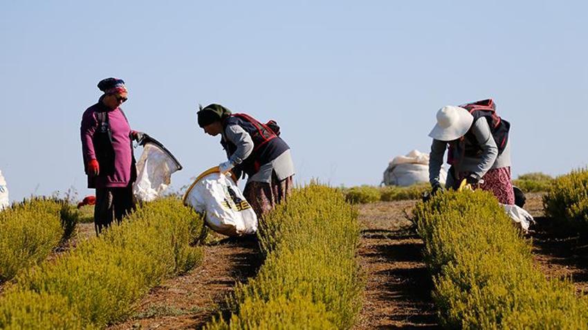 Türkiye'nin üretim merkezi Kocaeli! 1000 dönüm alanda hasat başladı, tonlarca toplanacak