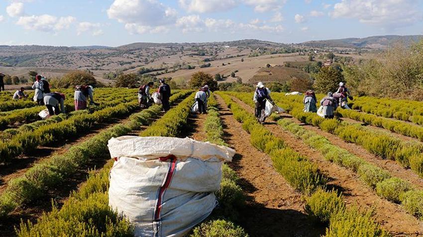 Türkiye'nin üretim merkezi Kocaeli! 1000 dönüm alanda hasat başladı, tonlarca toplanacak