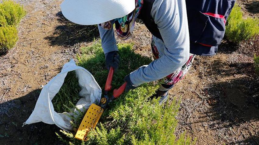 Türkiye'nin üretim merkezi Kocaeli! 1000 dönüm alanda hasat başladı, tonlarca toplanacak