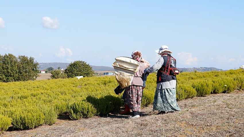 Türkiye'nin üretim merkezi Kocaeli! 1000 dönüm alanda hasat başladı, tonlarca toplanacak