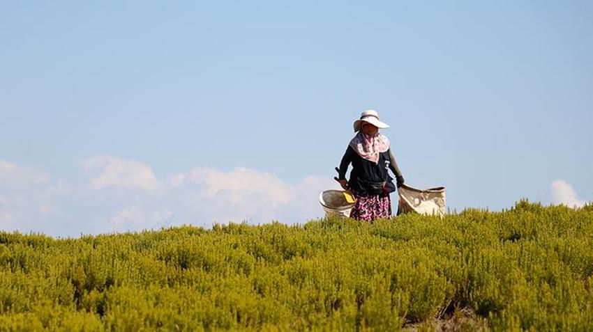 Türkiye'nin üretim merkezi Kocaeli! 1000 dönüm alanda hasat başladı, tonlarca toplanacak
