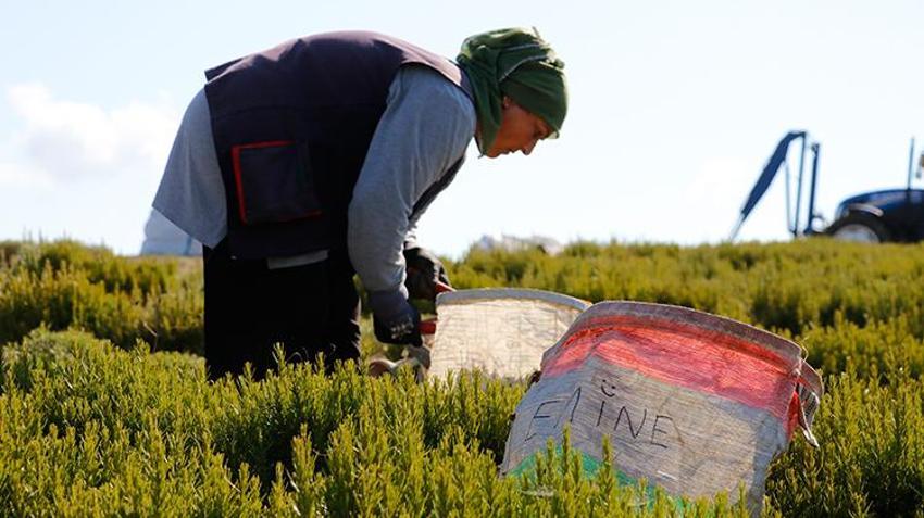 Türkiye'nin üretim merkezi Kocaeli! 1000 dönüm alanda hasat başladı, tonlarca toplanacak