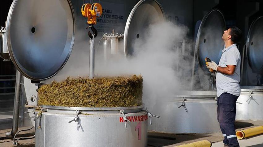 Türkiye'nin üretim merkezi Kocaeli! 1000 dönüm alanda hasat başladı, tonlarca toplanacak