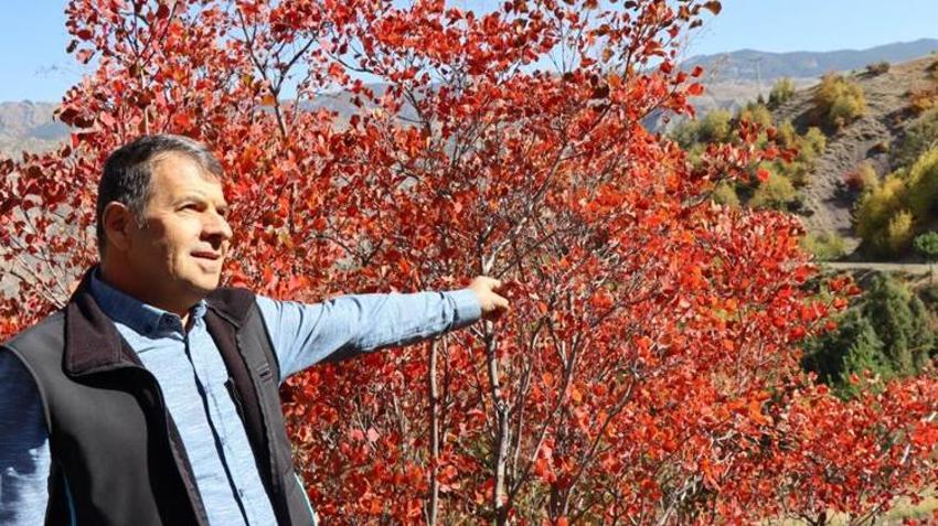 Erzurum'da köylüler gözlerine inanamadı! Bu yıl değişti, hepsi kırmızıya döndü
